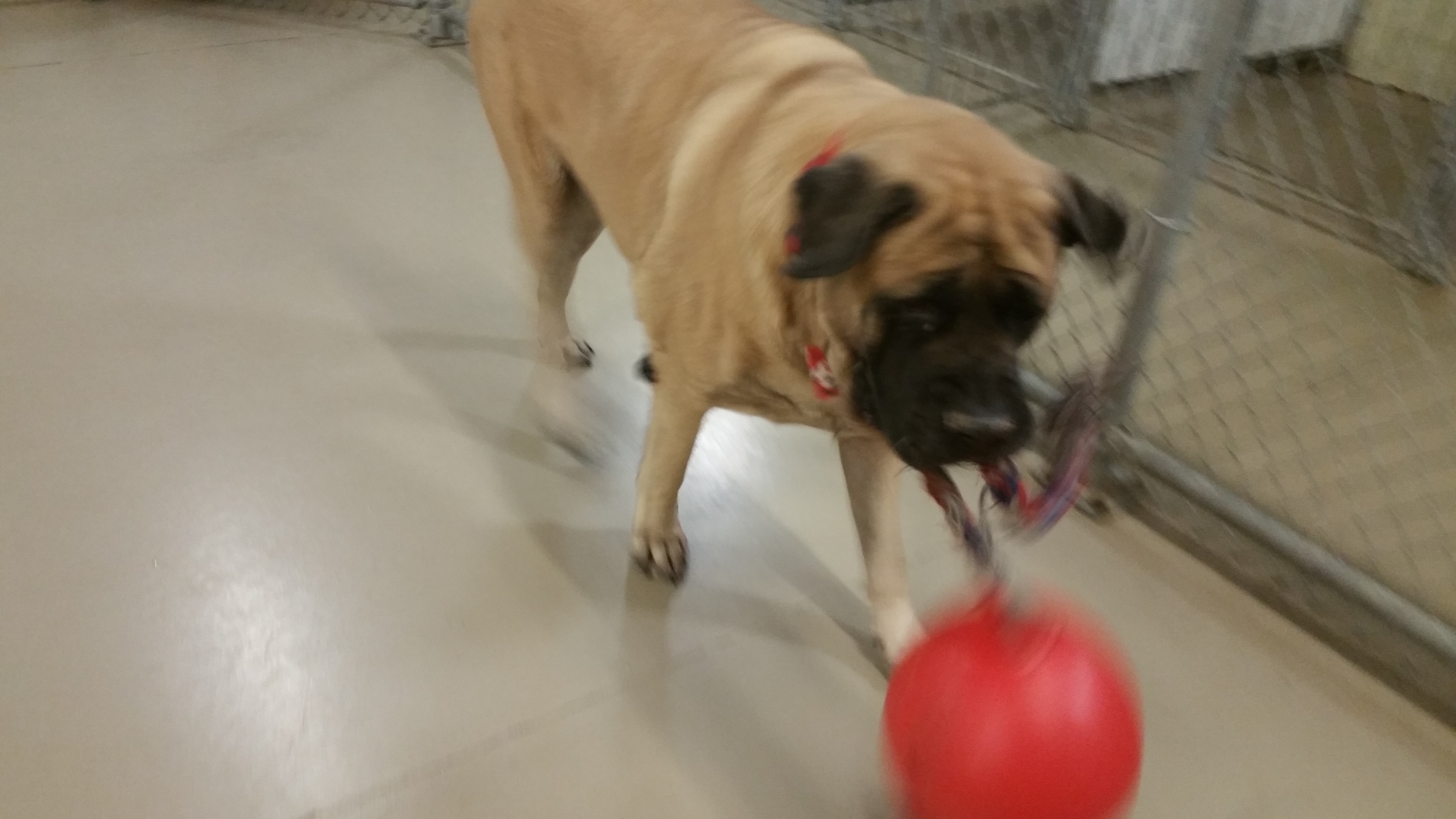 A pet enjoying attentive care at Melbourne Preppy Pet